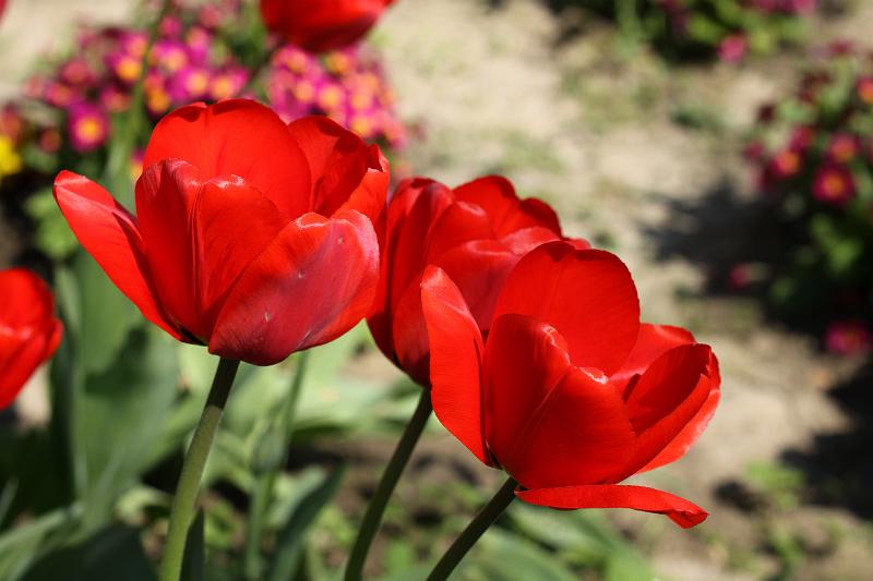 wiosna 2010_04.jpg